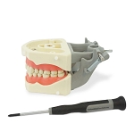 860 Lower Gingiva